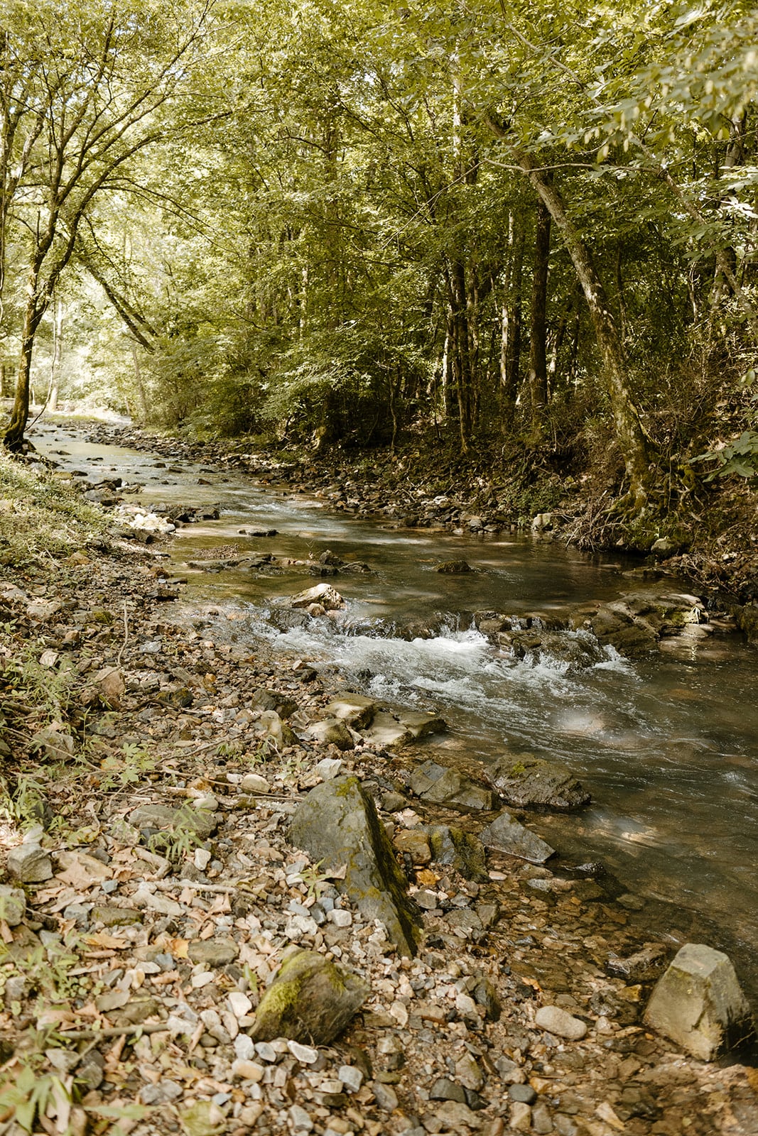 Wide view of the rocky creek under mature trees